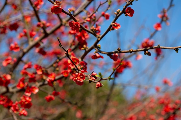 Close-up van de bloei van Japanse kweepeer of Chaenomeles japonica boom rode bloemen op een tak op een wazige achtergrond lente en zomer achtergrond