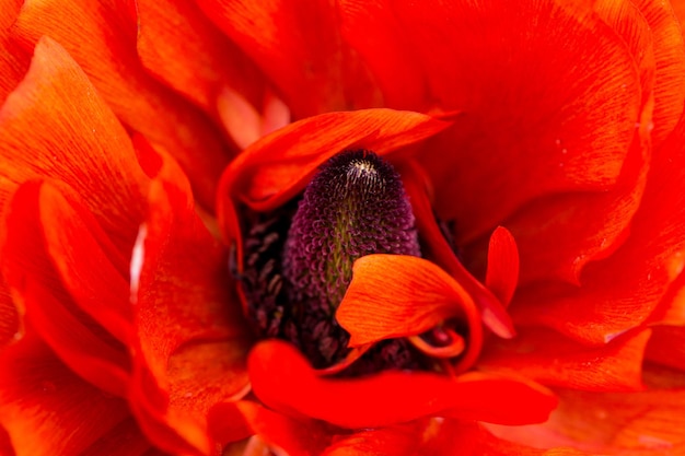 Foto close-up van de bloei van rode boterhammen