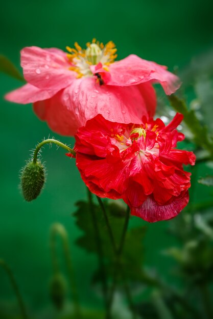 Close-up van de bloeiende rode papaverbloemen en de papaverknoppen.