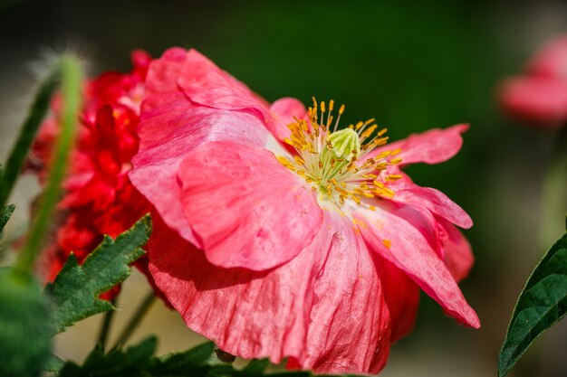 Close-up van de bloeiende rode papaverbloemen en de papaverknoppen.