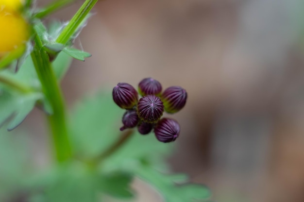 Foto close-up van de bloem op de plant