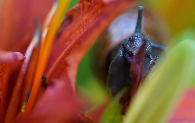 Foto close-up van de bloem op de plant