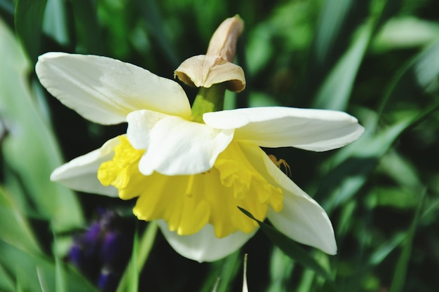 Close-up van de bloem