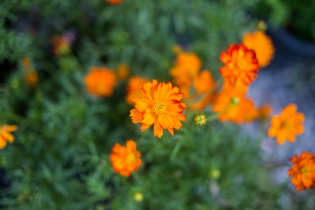 Close-up van de bloem