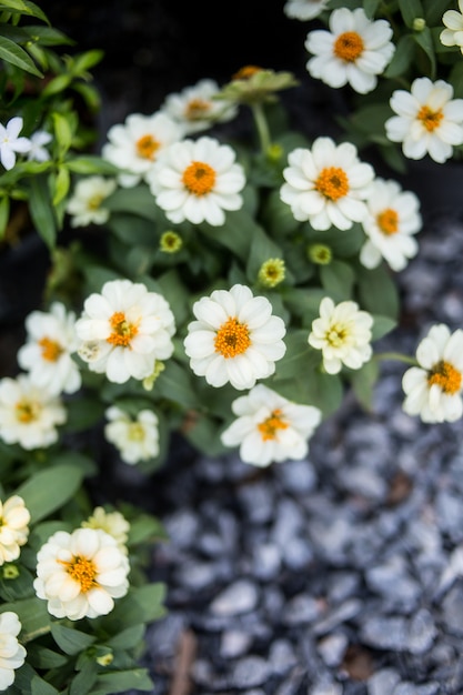 Close-up van de bloem