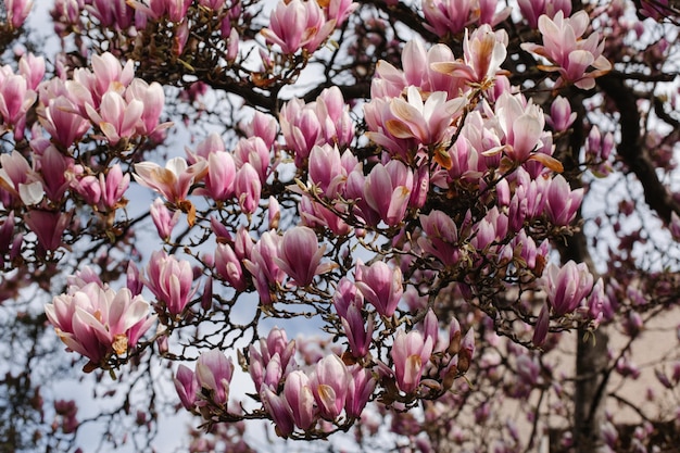 Close-up van de bloemen van een Chinese magnoliaboom