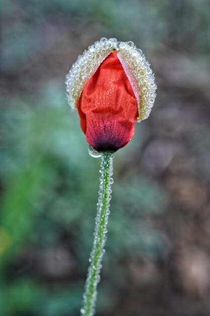 Foto close-up van de bloemknop van de rode papaver