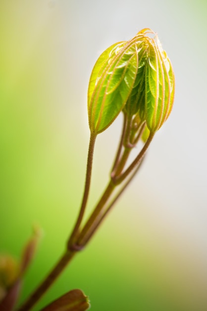 Foto close-up van de bloemknop