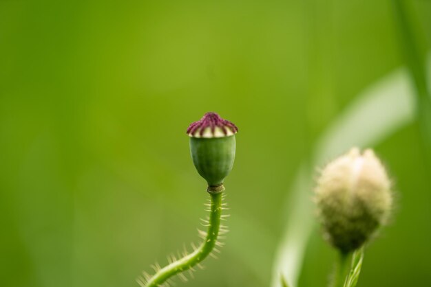 Foto close-up van de bloemknop