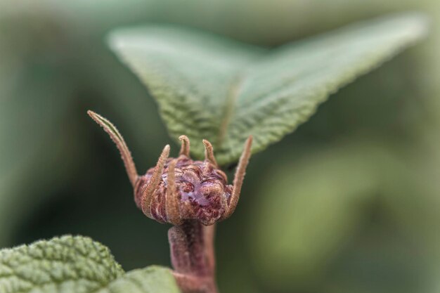 Foto close-up van de bloemknop