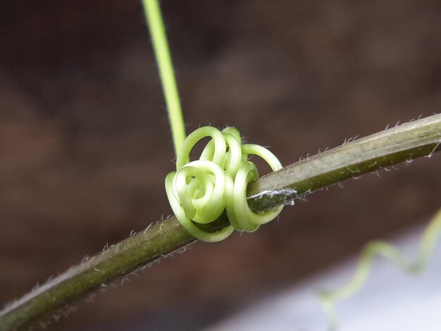 Foto close-up van de bloemknop