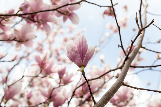 Close-up van de bloesem van de magnoliaboom met vage achtergrond en warme zonneschijn