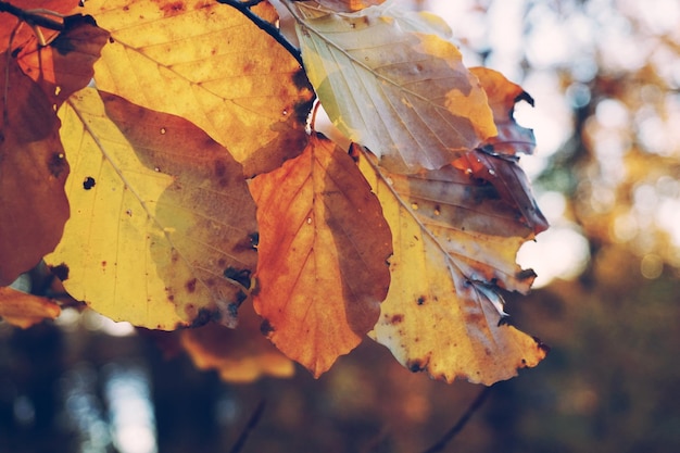 Close-up van de boom in de herfst