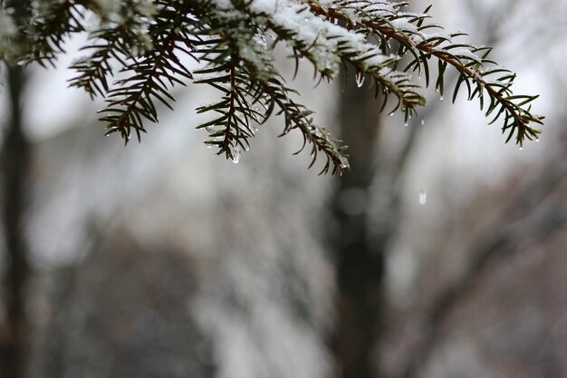 Foto close-up van de boom in de winter