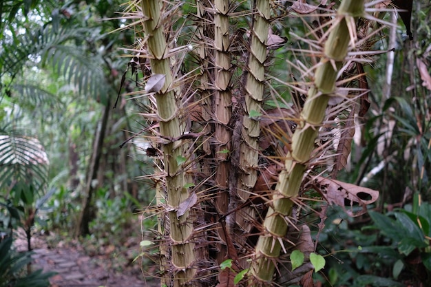 Close-up van de boom