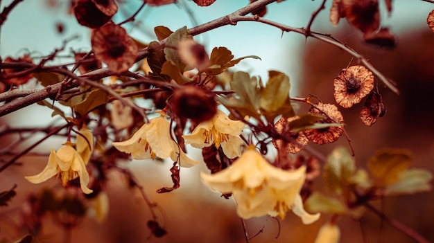 Foto close-up van de boom