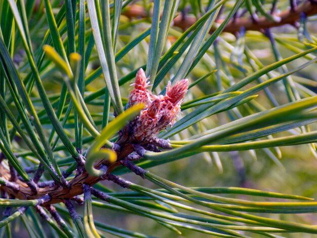 Close-up van de boom