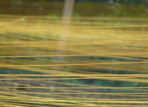 Foto close-up van de boom