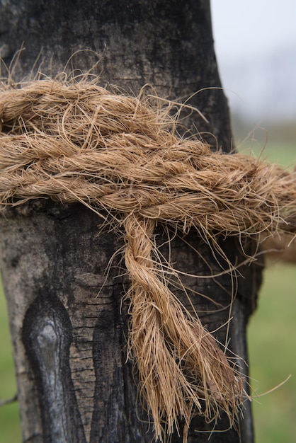 Foto close-up van de boom