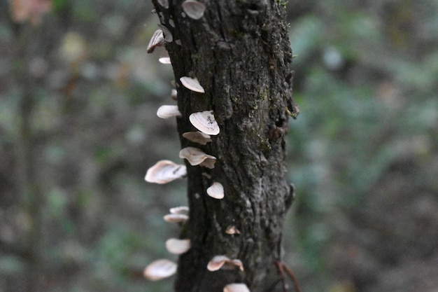 Close-up van de boomstam met kleine witte champignons