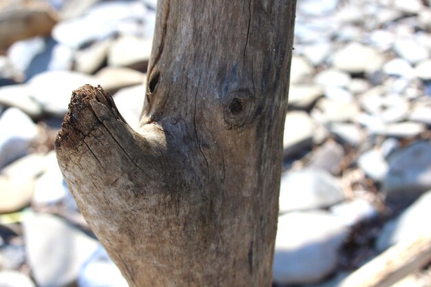 Foto close-up van de boomstam