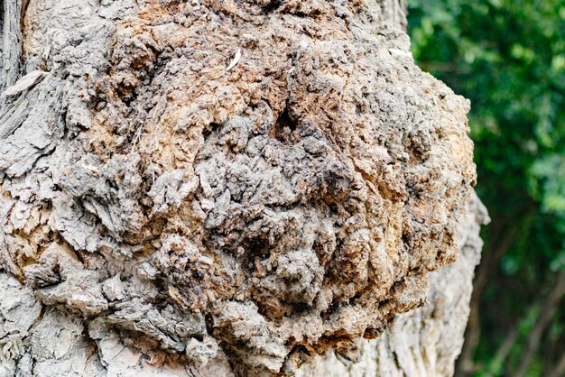 Foto close-up van de boomstam