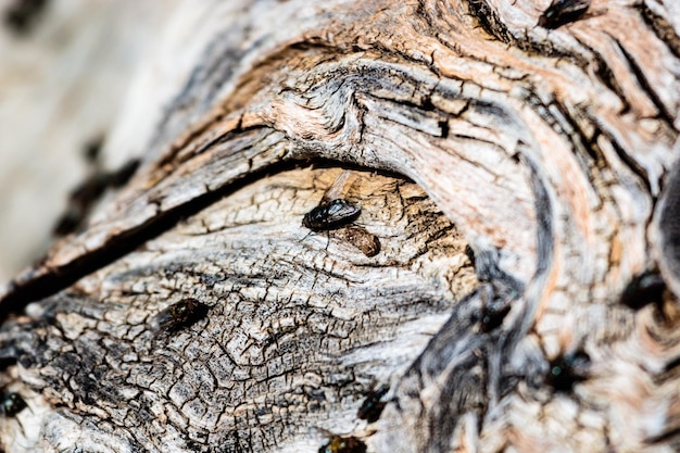 Close-up van de boomstam
