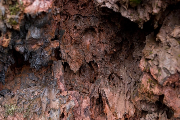 Close-up van de boomstam