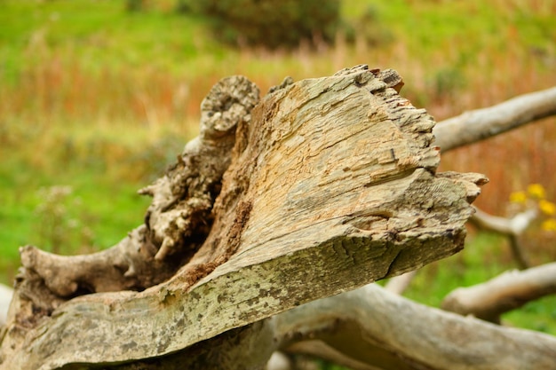 Close-up van de boomstam