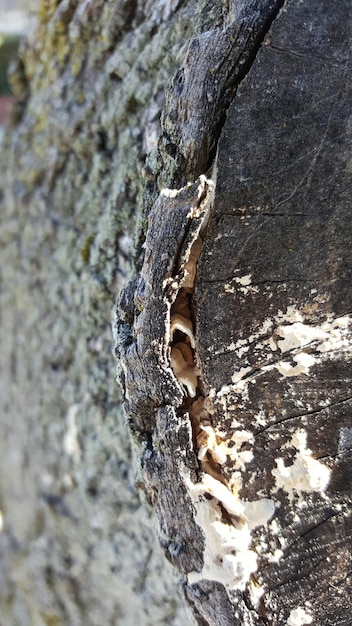 Foto close-up van de boomstam