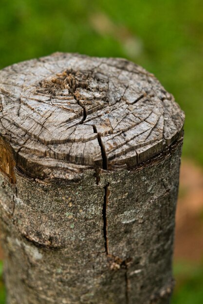 Foto close-up van de boomstam