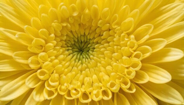 Close-up van de bovenkant van een gele chrysanthemumbloem