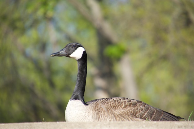 Close-up van de Canadese gans