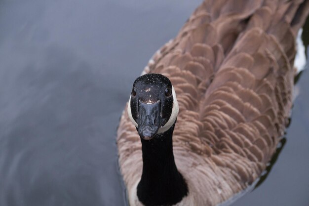 Foto close-up van de canadese gans