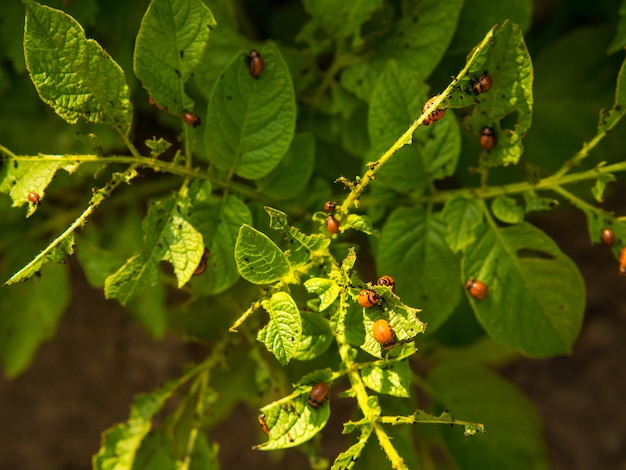 Close-up van de coloradokever en larven op groene aardappelbladeren ongediertebestrijding