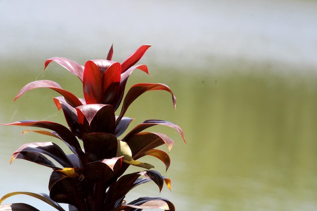 Close-up van de Cordyline Fruticosa