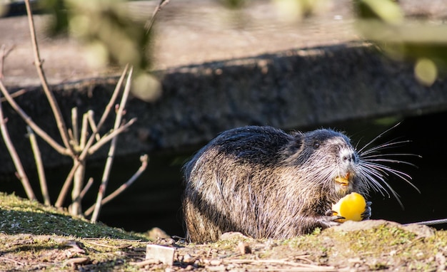 Close-up van de coypu