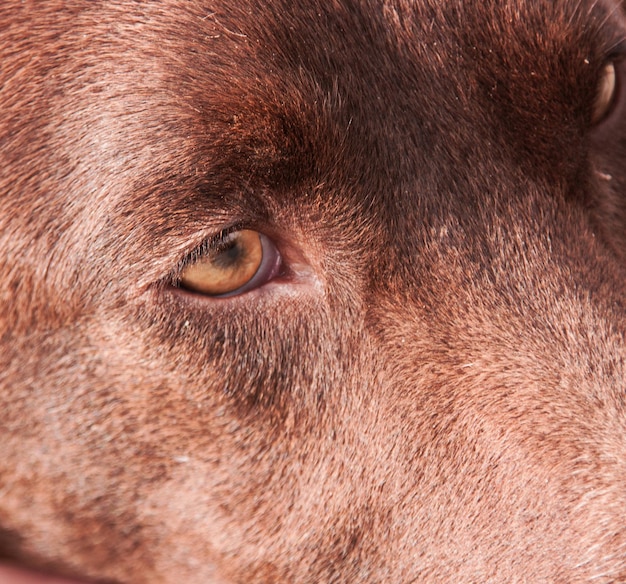 Foto close-up van de dakloze verdrietige hond