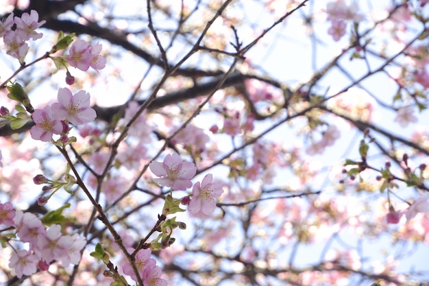 Close-up van de de kersenbloesem van Japan van de de bloemsakura tak de aardachtergrond.