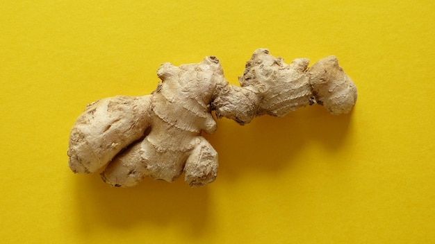 Foto close-up van de dierrepresentatie tegen een gele muur