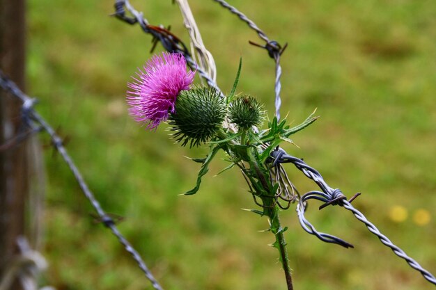 Foto close-up van de distelbloem