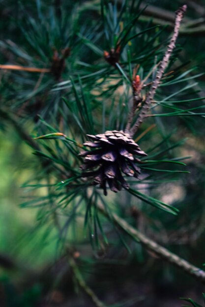 Close-up van de distelbloem