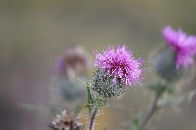 Foto close-up van de distelbloem