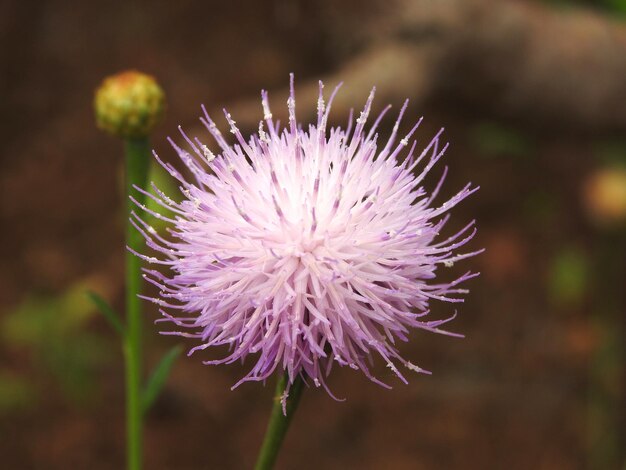 Foto close-up van de distelbloem