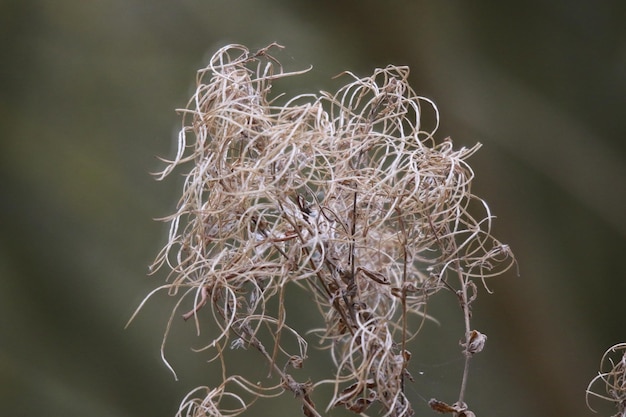 Foto close-up van de droge installatie