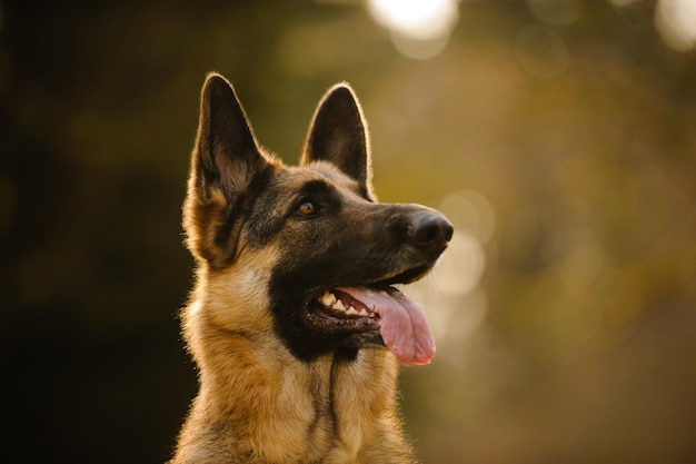 Close-up van de Duitse herder die zijn tong uitsteekt.