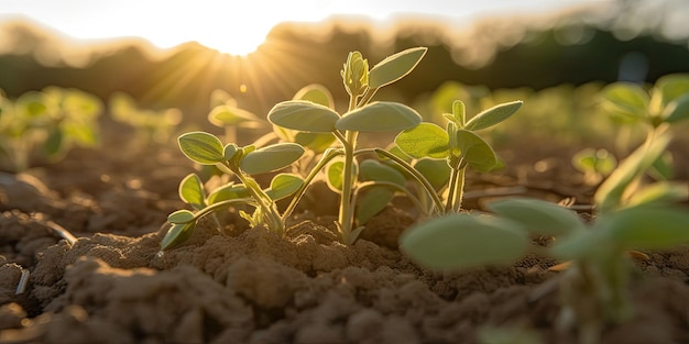 Close-up van de eerste delicate sojascheuten in een open veld landbouwplanten De sojabonenplant strekt zich uit terwijl hij naar het licht toe beweegt