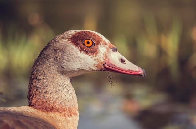 Foto close-up van de egyptische gans