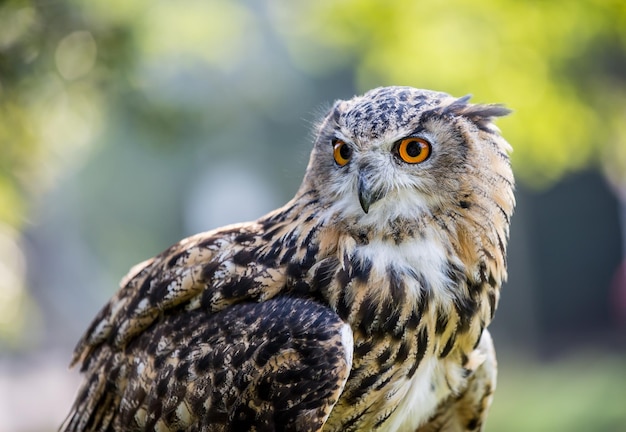 Close-up van de Euraziatische adelaar