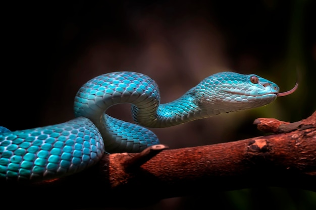 Close-up van de exotische en giftige adder blauwe insularis - dieren reptielen foto serie